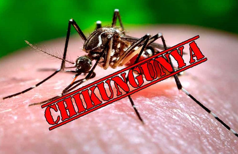 Muỗi đốt gây sốt Chikungunya