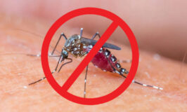 Muỗi đốt người truyền bệnh nguy hiểm