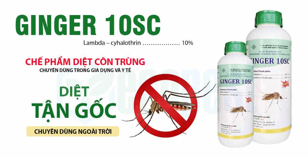 Ginger 10 SC thuốc diệt muỗi Ấn Độ