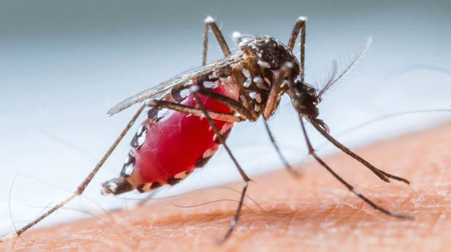 Thuốc diệt muỗi của Bộ Y Tế