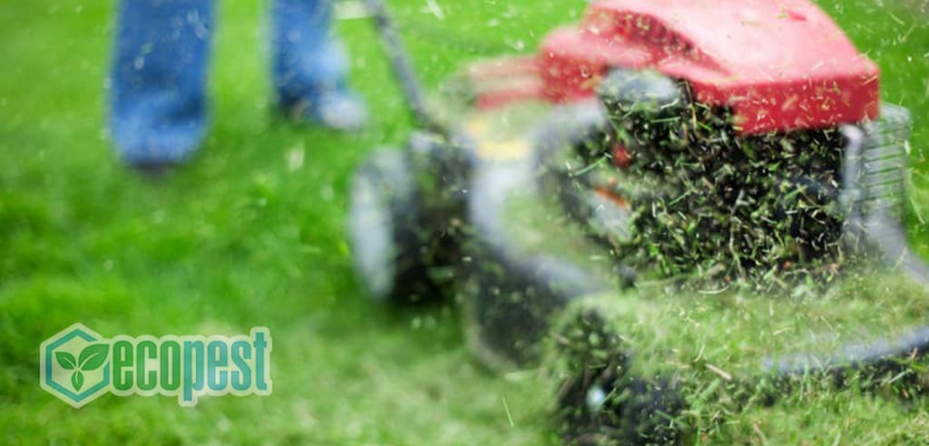 Cắt cỏ sân vườn thường xuyên để diệt trừ bọ chét