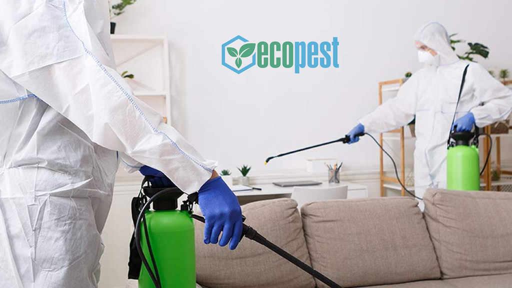 Phun thuốc diệt trừ bọ chét và côn trùng trong nhà
