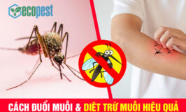 Cách xua đuổi muỗi và diệt trừ muỗi hiệu quả nhất