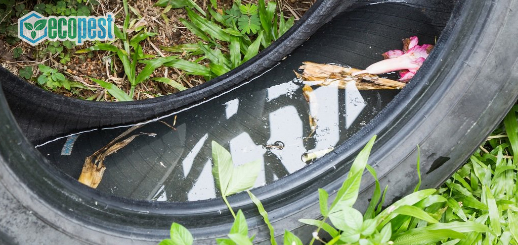 Loại bỏ nước đọng nơi muỗi có thể sinh sản và đẻ trứng