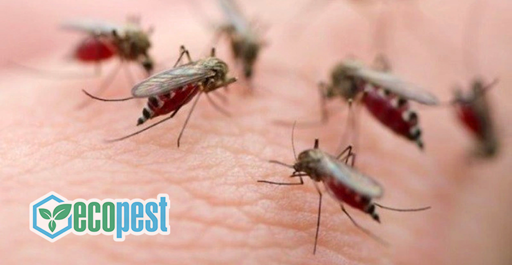 Loài muỗi hút máu người và động vật nuôi