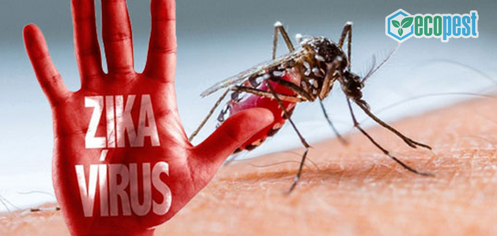 Muỗi lây truyền dịch bệnh Virus Zika