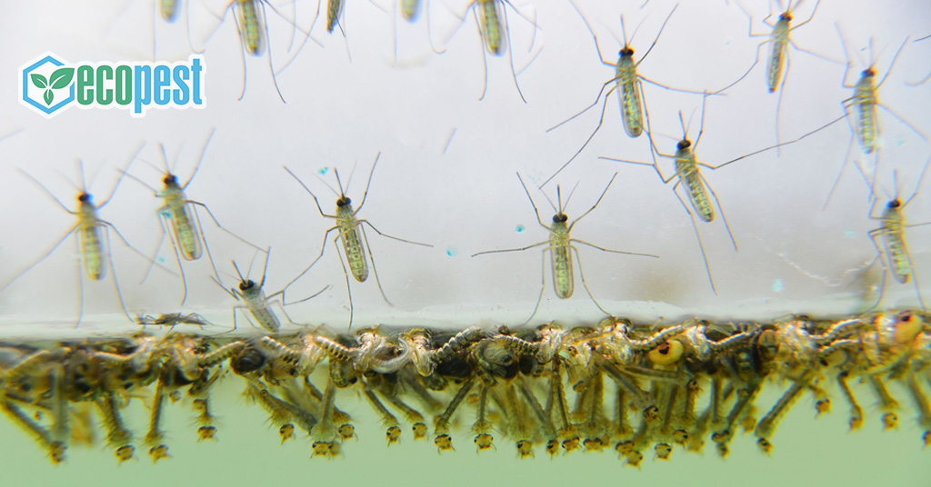 Muỗi sinh sản nhiều ở vùng nước đọng