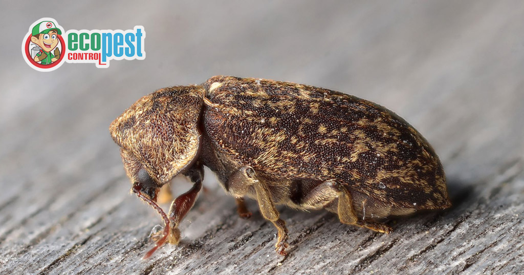 Bọ cánh cứng tử thần (Deathwatch Beetles)