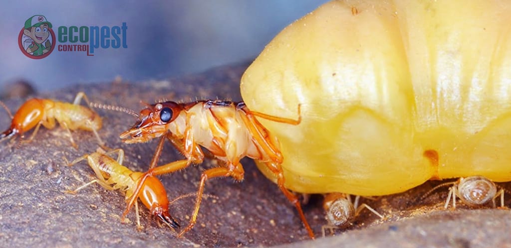 EcoPest
