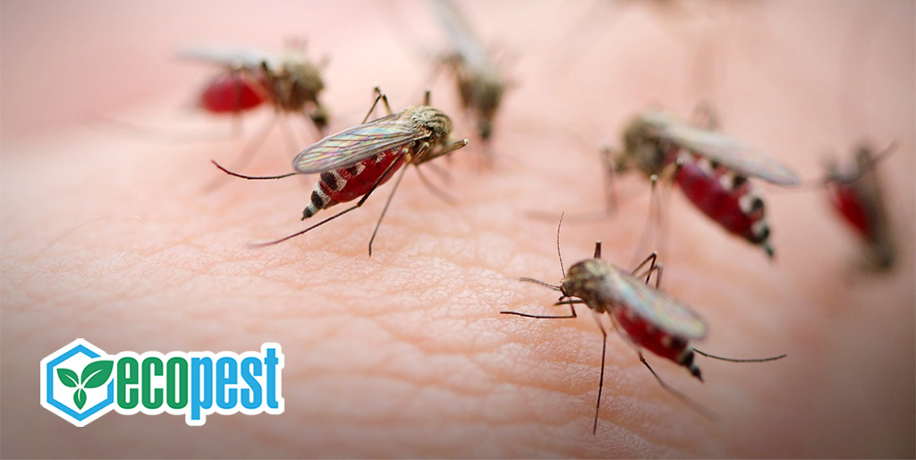 Muỗi loài côn trùng hút máu người và truyền bệnh nguy hiểm